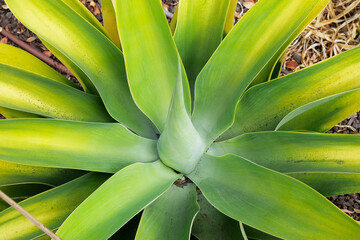Obraz premium Agave in Santa Barbara, California, USA