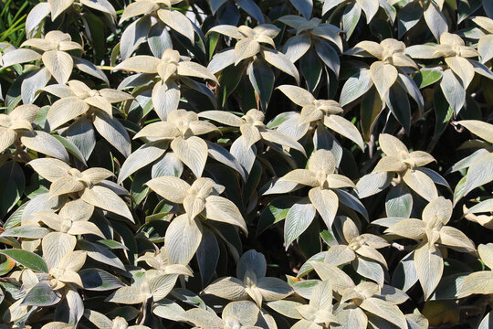 A Pewter Bush plant growing in a garden also known as Strobilanthes lanatus