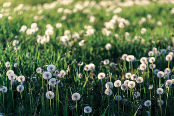 Field of white dandelions in the sunlight close-up in the grass.
