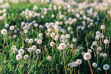 Field of white dandelions in sunlight close-up.