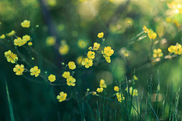 A lot of yellow flowers in the grass in a close-up, in the backlight, in summer, green grass.