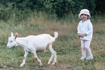 Obraz na płótnie Canvas A little girl in a hat walks with goats in summer.