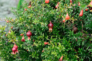 red pomegranate grows in the garden, closeup, background