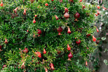 red pomegranate grows in the garden