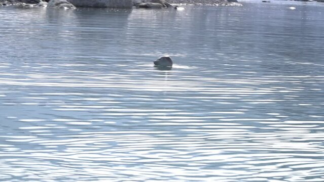 Ringed seal (Phoca hispida) in the water, Svalbard, 2022
Long shot from north pole Ringed seal in the water, 2022
