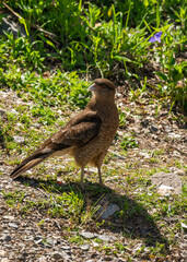 a Chimango bird in Patagonia