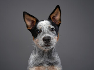 Australian Heeler puppy. Dog on a gray background in the studio