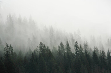 misty morning in the mountain  forest