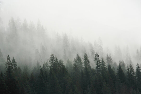 misty morning in the mountain forest © LaurieSH