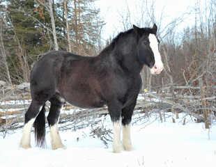 Fototapeta na wymiar Black colored Clydesdale horse in winter snow