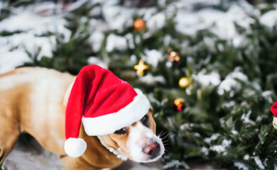 Photography of a cute dog with a Santa hat sitting in front of a Christmas tree while is snowing