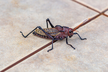 Grasshoppers outside their feeding habitat