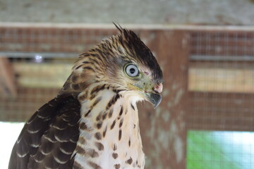 rescuing an injured eagle before it is returned to nature