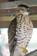 rescuing an injured eagle before it is returned to nature
