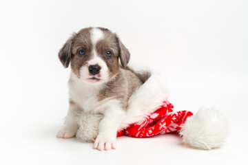 cute funny little happy cardigan welsh corgi puppy sitting inside santa hat on white background and looking at camera. christmas card. new year and christmas pets concept. banner