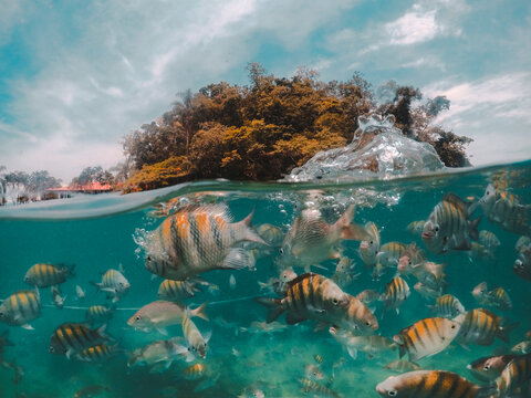 Fishes in Paraty, Rio de Janeiro, Brazil