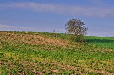 Fototapeta na wymiar Beautiful spring green landscape. Lonely tree in the meadows and hills of Ponidzie in Poland.