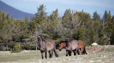 Naklejka na ściany i meble Band of three wild horses in the central Rocky Mountains in the western United States
