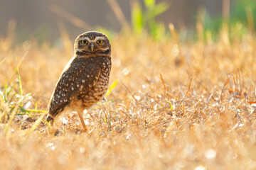 Burrowing owl family on the nature