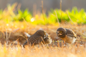 Burrowing owl family on the nature