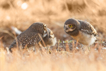 Burrowing owl family on the nature