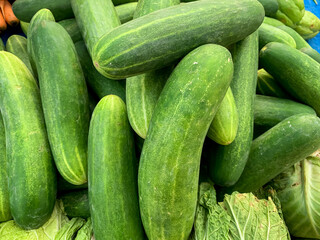 Cucumber harvest. many cucumbers. cucumbers from the field. sold in the market