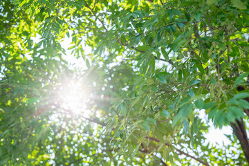Blur green bokeh with light flare outdoor natural garden, Green natural garden Blur background.
