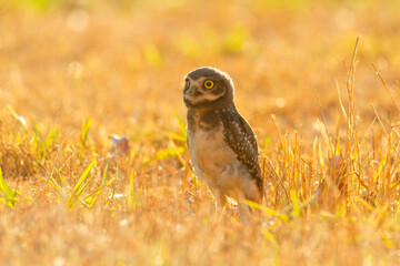 Burrowing owl family on the nature