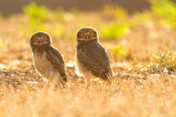 Burrowing owl family on the nature