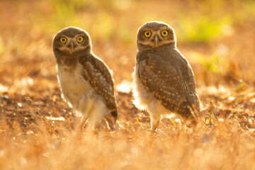 Burrowing owl family on the nature