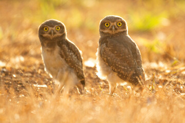 Burrowing owl family on the nature