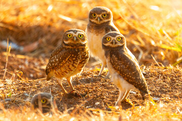 Burrowing owl family on the nature