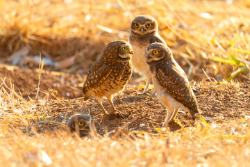 Burrowing owl family on the nature