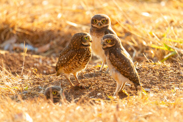 Burrowing owl family on the nature