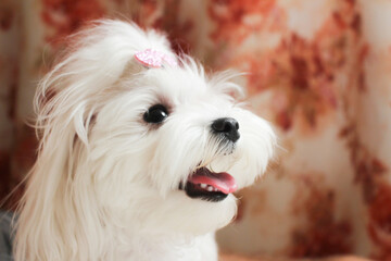 Cute little white maltese looking with open mouth