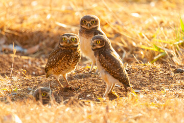 Burrowing owl family on the nature