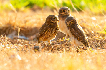 Burrowing owl family on the nature