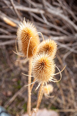 Springs seed pods in warm tone