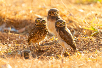 Burrowing owl family on the nature