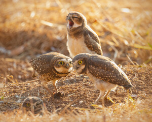 Burrowing owl family on the nature