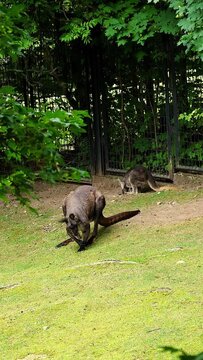 Vertical shot of common wallaroo (Osphranter robustus)