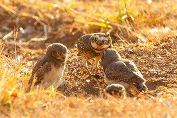 Burrowing owl family on the nature