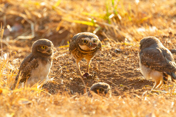 Burrowing owl family on the nature