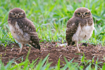 Burrowing owl family on the nature