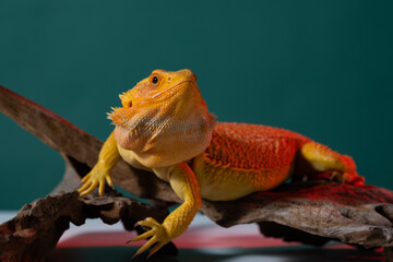 bearded dragon on ground with color background