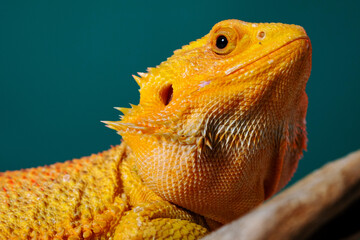 bearded dragon on ground with color background