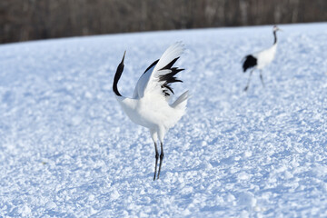 Naklejka na ściany i meble Bird watching, red-crowned crane, in winter