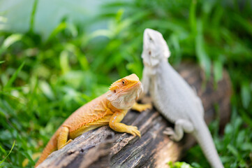 bearded dragon on ground with blur background