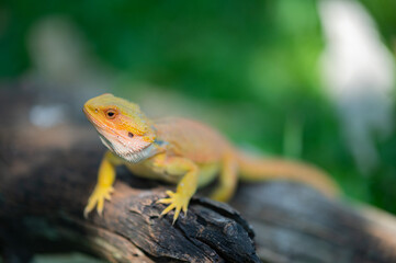 bearded dragon on ground with blur background