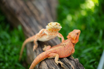 bearded dragon on ground with blur background